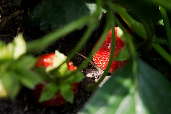 Fresas Rojas Maduras Jardín Cerca — Foto de Stock