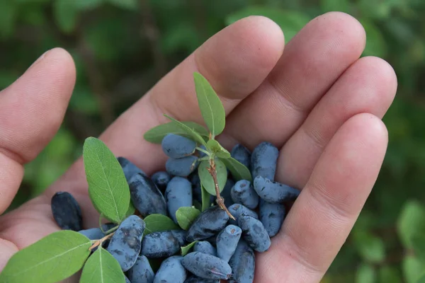 Handful Blue Honeysuckle Berries Palm Your Hand — Stock Photo, Image