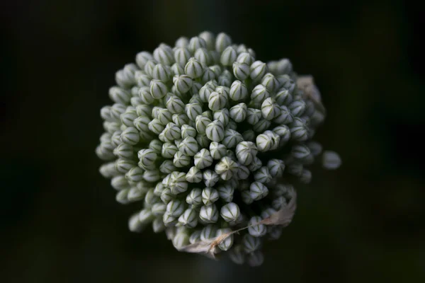 Zaad Hoofd Van Uien Macro — Stockfoto