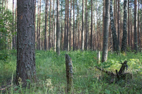Bir Çam Ormanında Yaz Manzarası — Stok fotoğraf