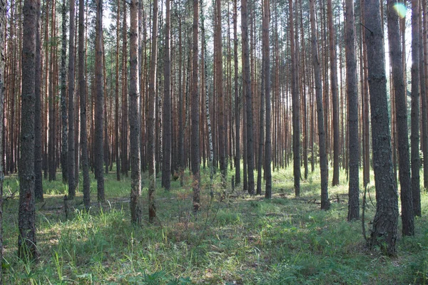 Letni Krajobraz Sosnowym Lesie — Zdjęcie stockowe