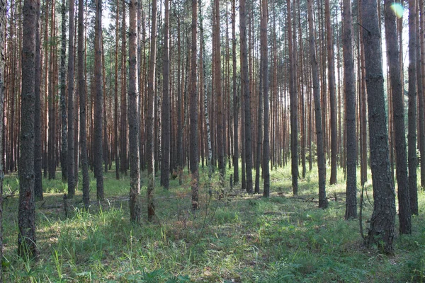 Zomer Landschap Een Dennenbos — Stockfoto