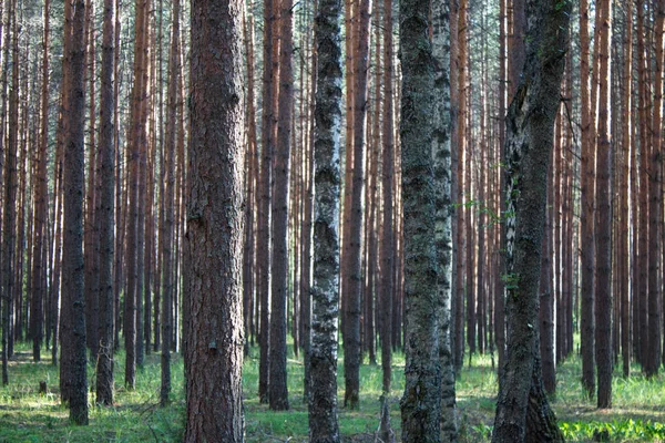 Zomer Landschap Een Dennenbos — Stockfoto