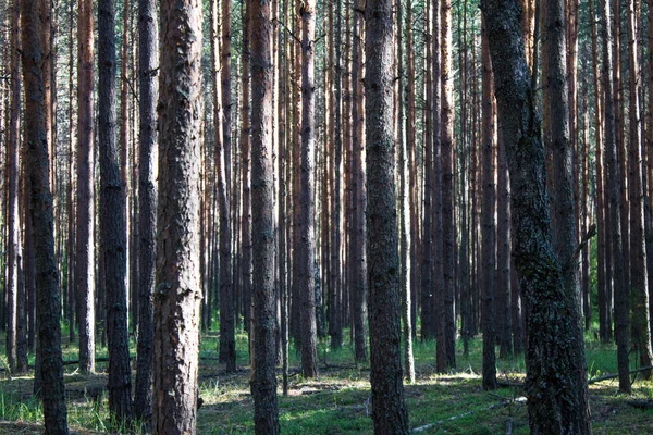 松树林中的夏季景观 — 图库照片