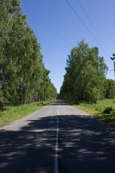 Дорога Лесу Ясна Круглый Год — стоковое фото