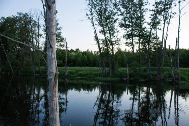Nehir ve ağaçlar ile yaz akşamı manzara