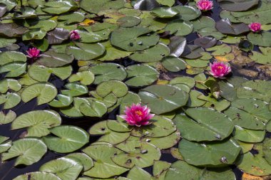 Gölette su üzerinde güzel çiçekler ile nilüferler büyük yaprakları
