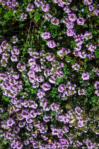 Kis Lila Virágok Egy Virágágyás Kertben — Stock Fotó