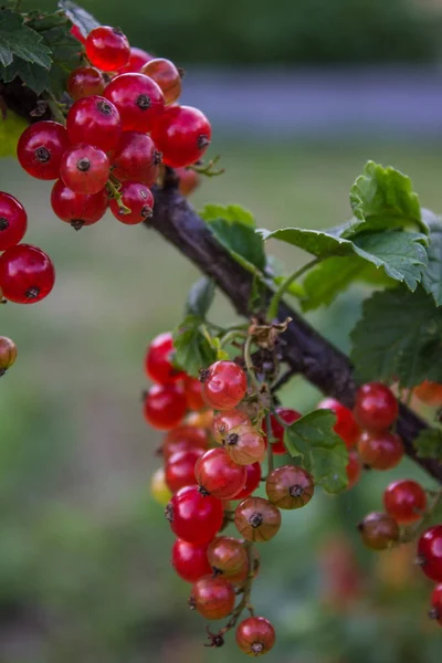 Brin Groseille Rouge Avec Des Baies Rouges Transparentes — Photo