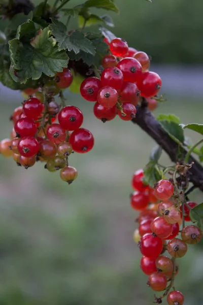 Brin Groseille Rouge Avec Des Baies Rouges Transparentes — Photo