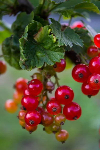 Brin Groseille Rouge Avec Des Baies Rouges Transparentes — Photo