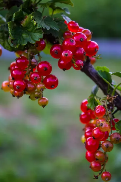 Brin Groseille Rouge Avec Des Baies Rouges Transparentes — Photo