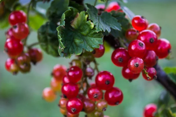 Brin Groseille Rouge Avec Des Baies Rouges Transparentes — Photo