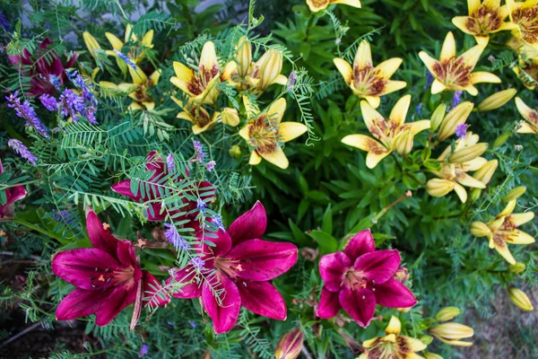 Яркие Цветы Лили Клумбе — стоковое фото