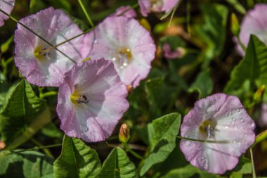 Çiçekler convolvulus arvensis closeup