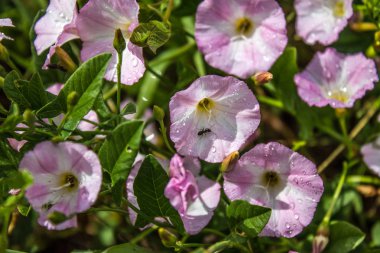 Çiçekler convolvulus arvensis closeup