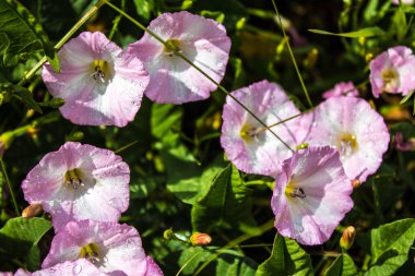 Çiçekler convolvulus arvensis closeup