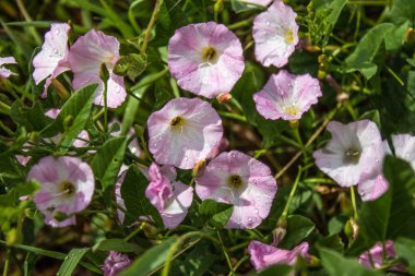 Çiçekler convolvulus arvensis closeup