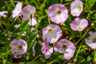 Çiçekler convolvulus arvensis closeup