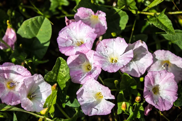 Çiçekler convolvulus arvensis closeup