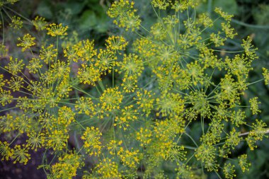 Bahçede yakın çekim dereotu çiçeklenmeleri
