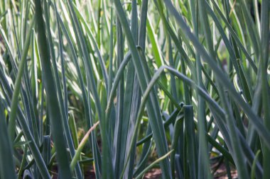 Bahçede yeşil soğan tüyleri yakın çekim