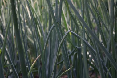 Bahçede yeşil soğan tüyleri yakın çekim
