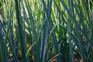 Bahçede yeşil soğan tüyleri yakın çekim