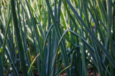 Bahçede yeşil soğan tüyleri yakın çekim