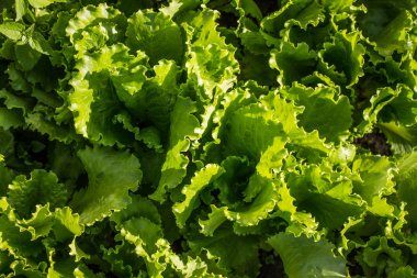 Bahçede yeşil marul yaprakları yakın çekim