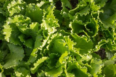 Bahçede yeşil marul yaprakları yakın çekim