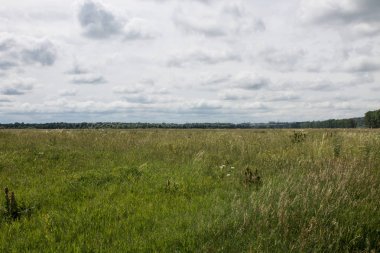 Berrak bir yaz gününde çeşitli otlar ve çiçekler ile sonsuz çayır