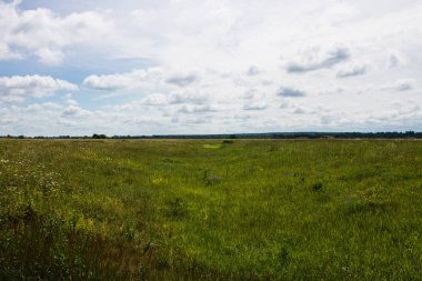 Berrak bir yaz gününde çeşitli otlar ve çiçekler ile sonsuz çayır