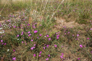 Berrak bir yaz gününde çeşitli otlar ve çiçekler ile sonsuz çayır