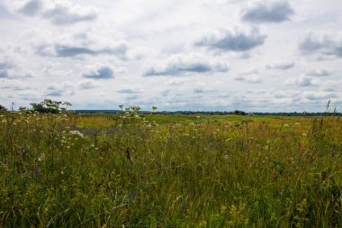Berrak bir yaz gününde çeşitli otlar ve çiçekler ile sonsuz çayır