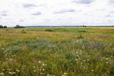 Berrak bir yaz gününde çeşitli otlar ve çiçekler ile sonsuz çayır