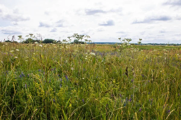 Eindeloze Weide Met Een Verscheidenheid Aan Kruiden Bloemen Een Heldere — Stockfoto