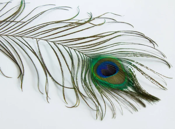Colorful Peacock Feather White Background Close — Stock Photo, Image
