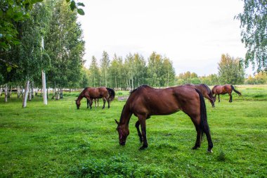 Bir yaz akşamı bir huş bahçesinde yeşil bir çayır üzerinde zarif kahverengi atlar