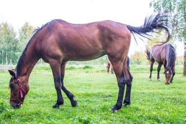 Bir yaz akşamı bir huş bahçesinde yeşil bir çayır üzerinde zarif kahverengi atlar