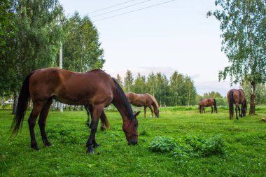 Bir yaz akşamı bir huş bahçesinde yeşil bir çayır üzerinde zarif kahverengi atlar