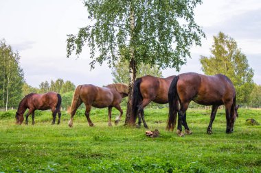 Bir yaz akşamı bir huş bahçesinde yeşil bir çayır üzerinde zarif kahverengi atlar