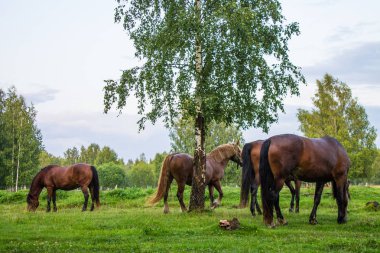 Bir yaz akşamı bir huş bahçesinde yeşil bir çayır üzerinde zarif kahverengi atlar