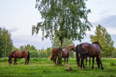 Bir yaz akşamı bir huş bahçesinde yeşil bir çayır üzerinde zarif kahverengi atlar