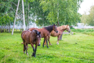 Bir yaz akşamı bir huş bahçesinde yeşil bir çayır üzerinde zarif kahverengi atlar