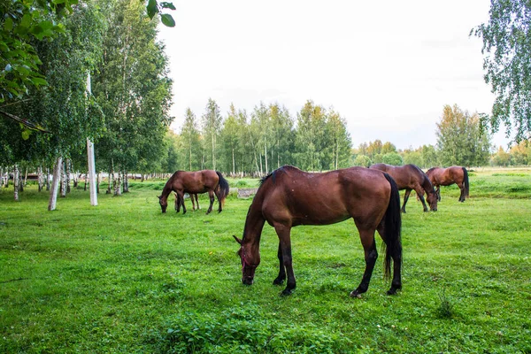 Kecses Barna Egy Zöld Rét Egy Nyírfa Ligetben Egy Nyári — Stock Fotó