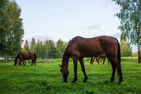 Kecses Barna Egy Zöld Rét Egy Nyírfa Ligetben Egy Nyári — Stock Fotó