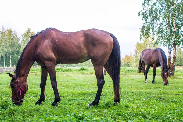 Anmutige Braune Pferde Auf Einer Grünen Wiese Einem Birkenhain Einem — Stockfoto