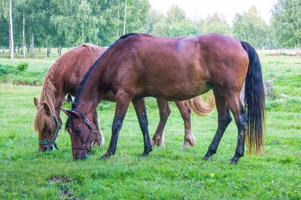 Anmutige Braune Pferde Auf Einer Grünen Wiese Einem Birkenhain Einem — Stockfoto