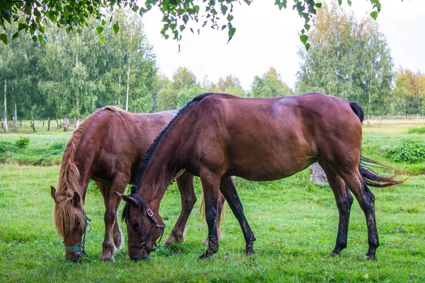 Anmutige Braune Pferde Auf Einer Grünen Wiese Einem Birkenhain Einem — Stockfoto
